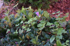 Ipomoea cordatotriloba
