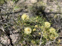 Melaleuca uncinata