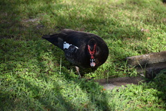 Cairina moschata domestica