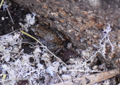 Eleutherodactylus campi
