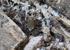 Eleutherodactylus campi