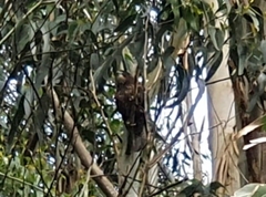 Falco novaeseelandiae