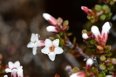 Epacris serpyllifolia
