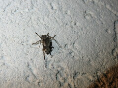 Aegomorphus jaspideus