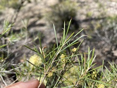 Melaleuca uncinata