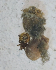 Tidarren sisyphoides