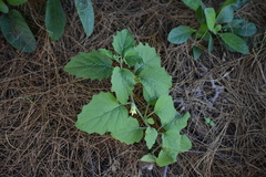 Physalis hederifolia