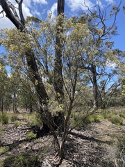 Melaleuca uncinata