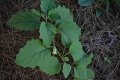 Physalis hederifolia