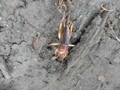 Tarbinskiellus portentosus