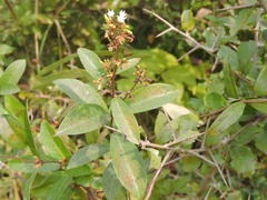 Ichnocarpus frutescens