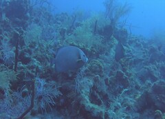Pomacanthus arcuatus