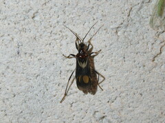 Rasahus hamatus