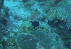 Hypoplectrus nigricans