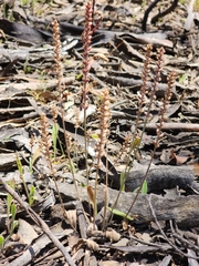 Plantago varia