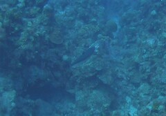 Scomberomorus regalis