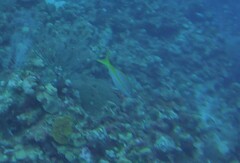 Ocyurus chrysurus