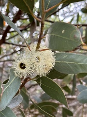 Eucalyptus angulosa