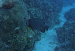 Pomacanthus arcuatus