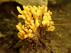 Clavulinopsis corniculata