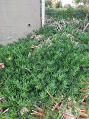 Carpobrotus chilensis