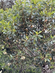 Eucalyptus angulosa