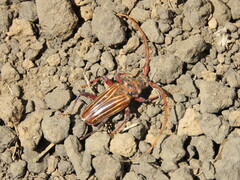 Chydarteres striatus