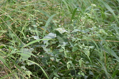 Abutilon trisulcatum