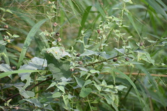 Abutilon trisulcatum
