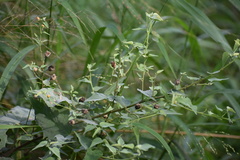 Abutilon trisulcatum