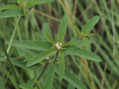 Croton glandulosus
