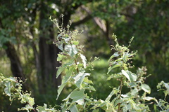 Abutilon trisulcatum