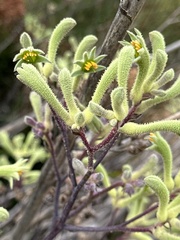 Anigozanthos flavidus