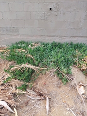 Carpobrotus chilensis