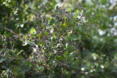 Ehretia anacua