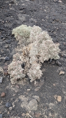 Atriplex hymenelytra