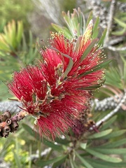 Melaleuca glauca