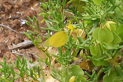 Eurema smilax