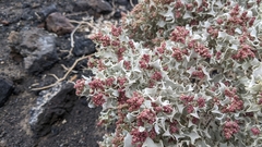 Atriplex hymenelytra