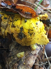 Hypomyces aurantius