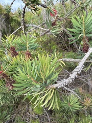 Melaleuca glauca