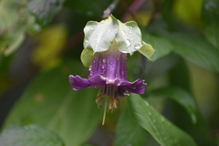 Cobaea scandens
