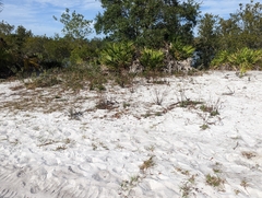 Chrysopsis floridana