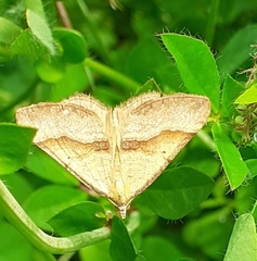 Anachloris subochraria
