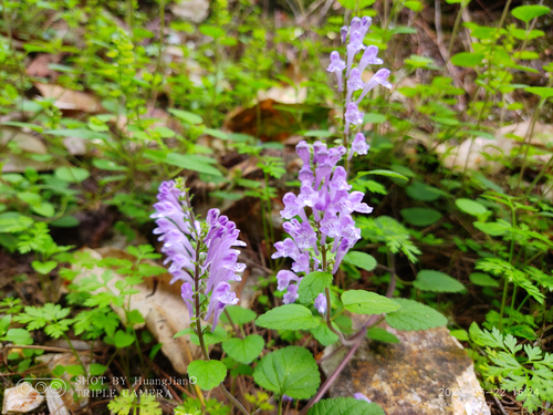 Scutellaria indica iNat (2)