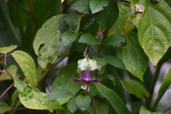 Cobaea scandens