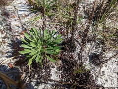 Chrysopsis floridana