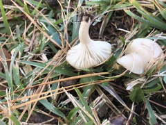 Cuphophyllus virgineus