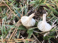 Cuphophyllus virgineus