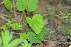 Ozomelis stauropetala